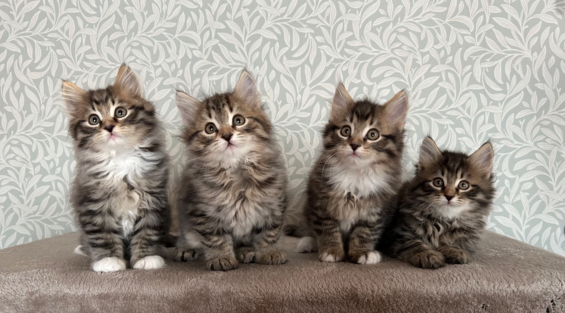 Våra fina grabbar! Clint, Pine, Chip & Jack💙