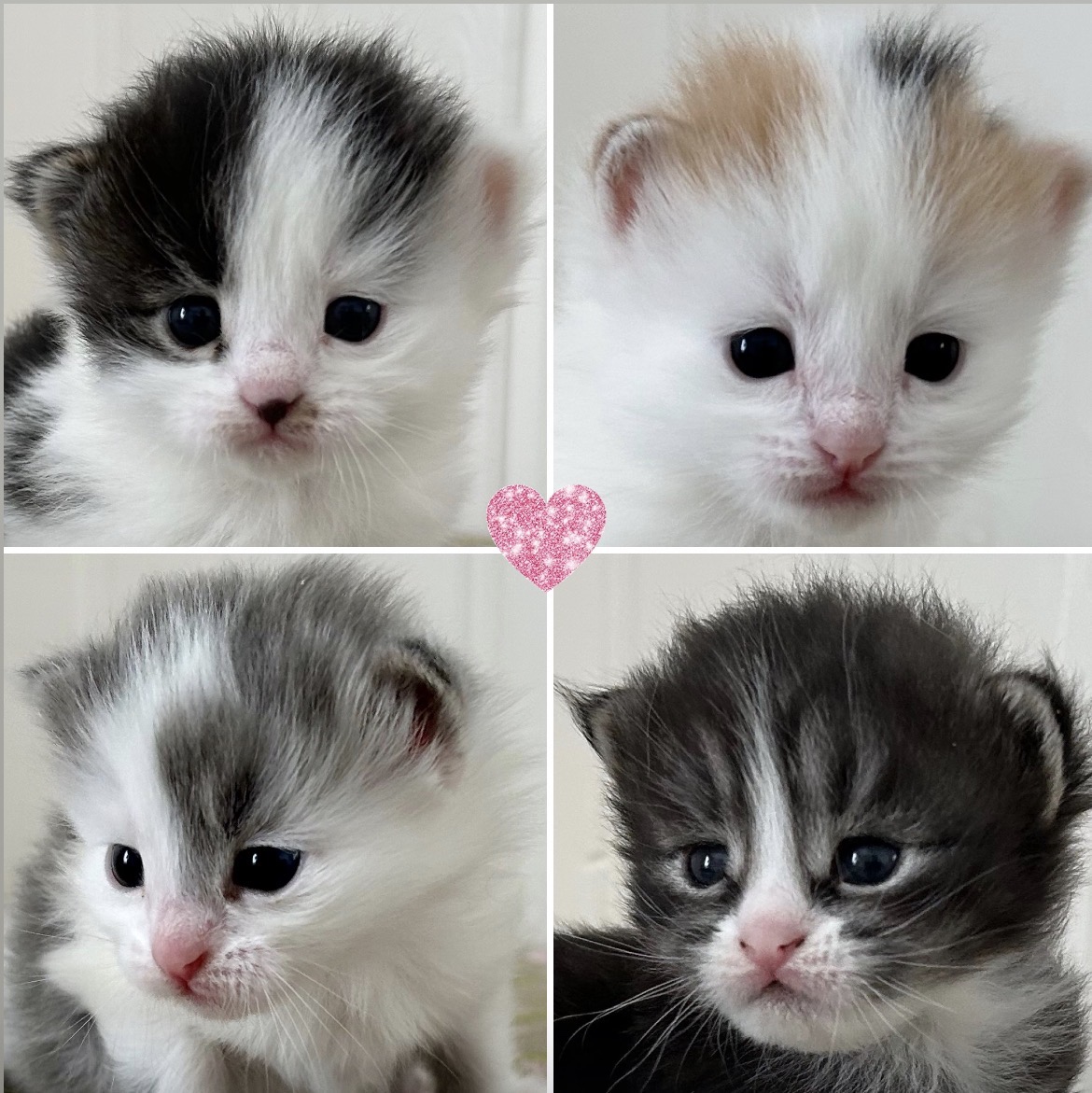 Evii och Charlies kull 💗