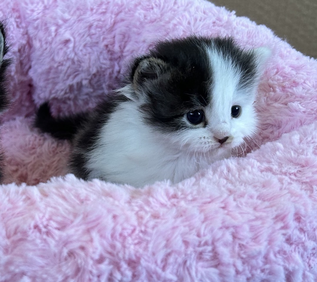 S*Vintermarkens Minja 💗