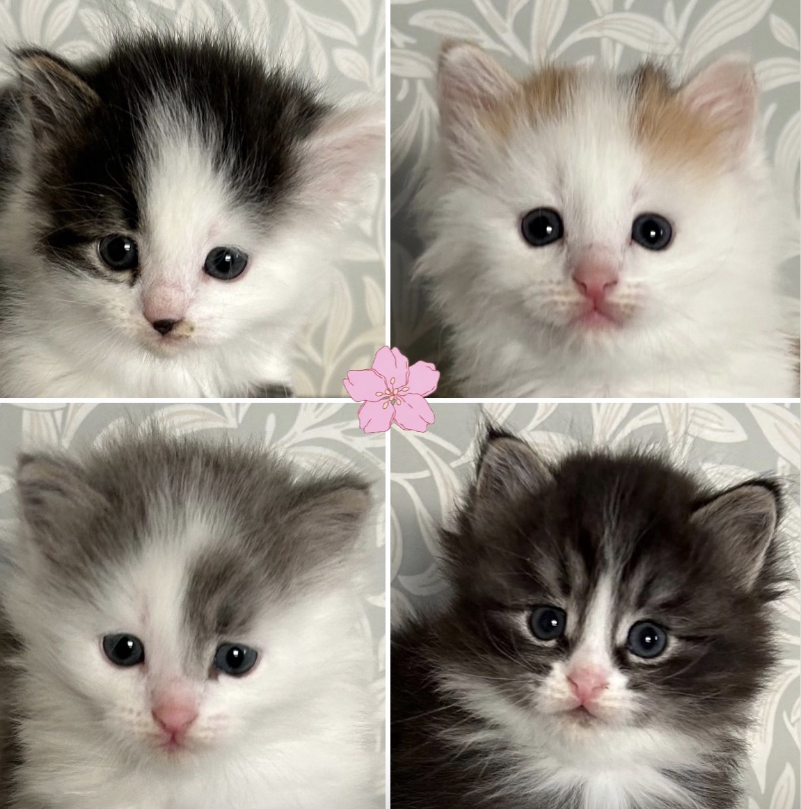 Minja, Minou, Mintus & Milton 💗
