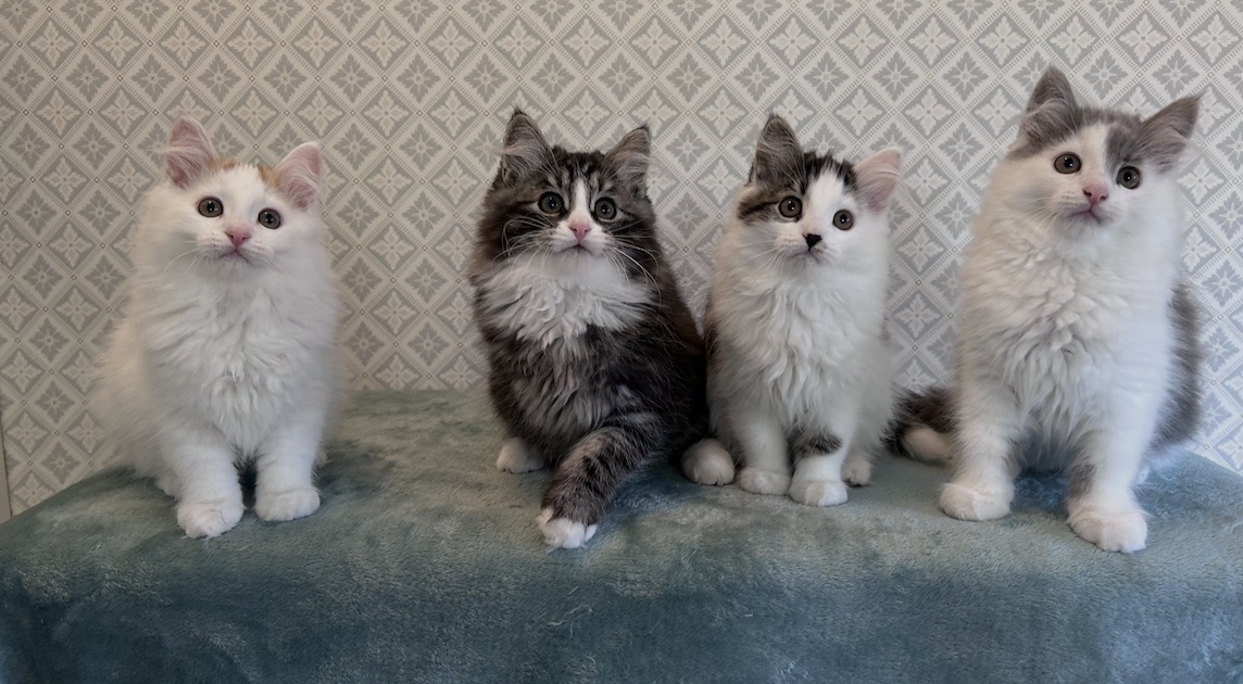 Minou, Milton, Minja & Mintus 12 veckor gamla 💖